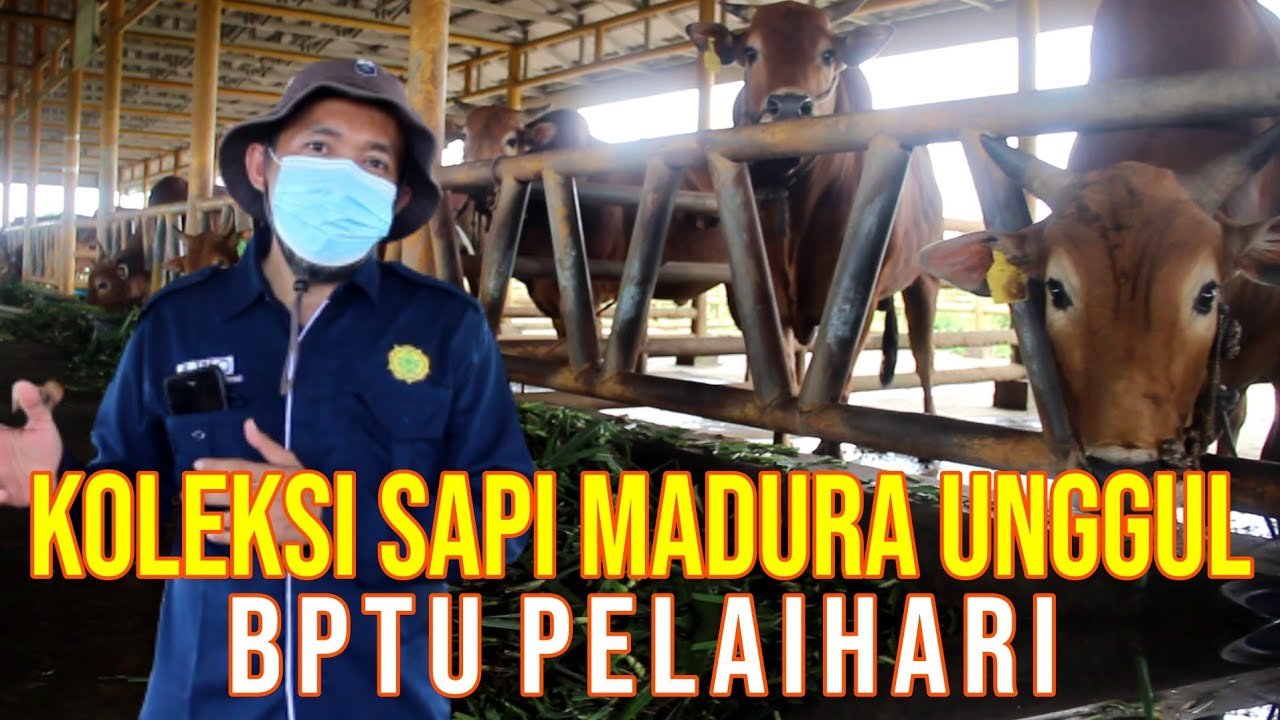 
                                 Koleksi-Sapi-Madura-Unggul-BPTU-HPT-Pelaihari